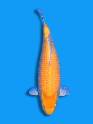 Karashigoi | Koi&Co.